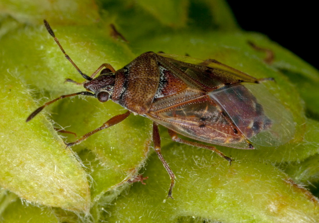 Kleidocerys resedae Lygaeidae