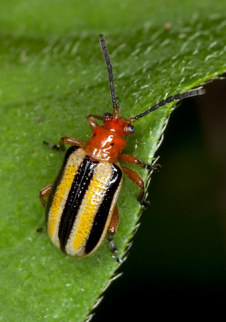 Lema daturaphila Chrysomelidae