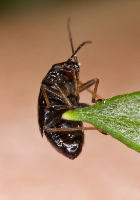   Miridae