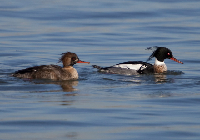 Mergus serrator Anatidae