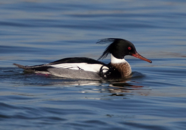 Mergus serrator Anatidae