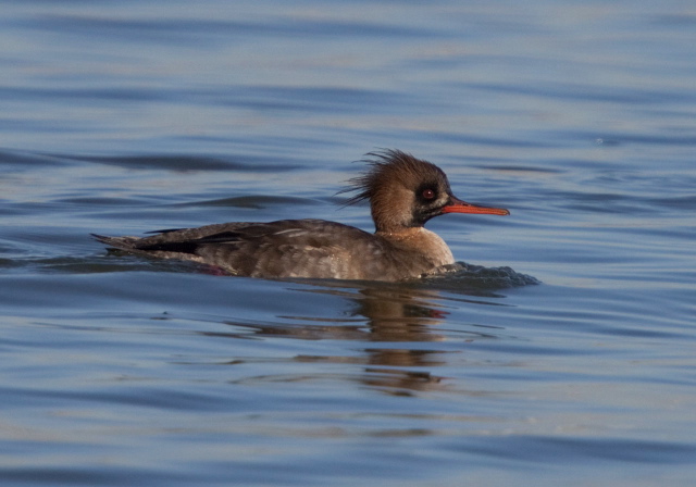 Mergus serrator Anatidae