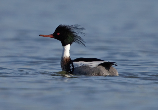 Mergus serrator Anatidae