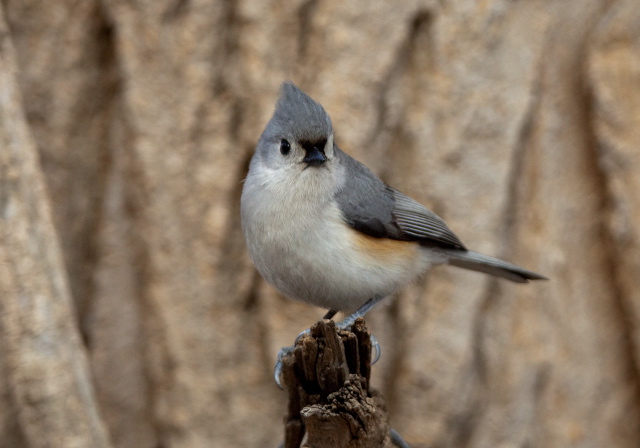 Baeolophus bicolor Paridae