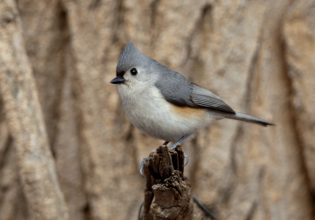 Baeolophus bicolor Paridae