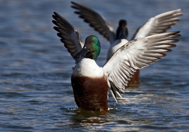 Anas clypeata Anatidae