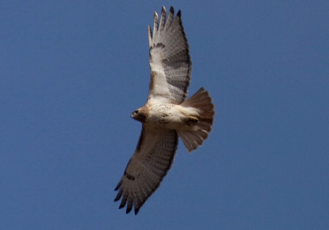 Buteo jamaicensis Accipitridae