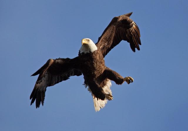 Haliaeetus leucocephalus Accipitridae