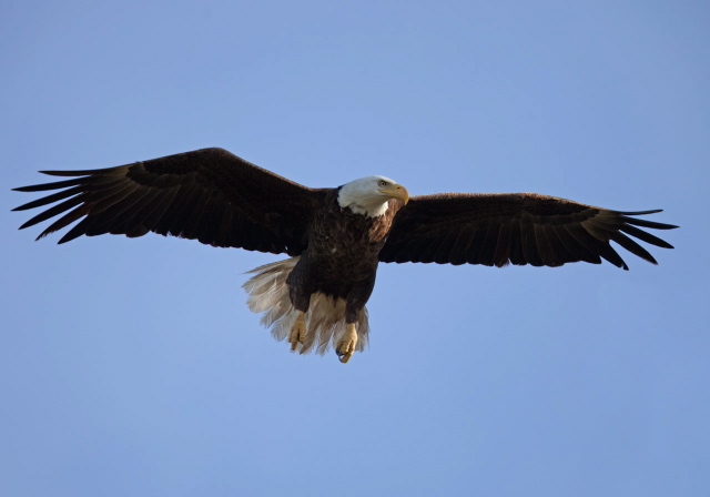 Haliaeetus leucocephalus Accipitridae