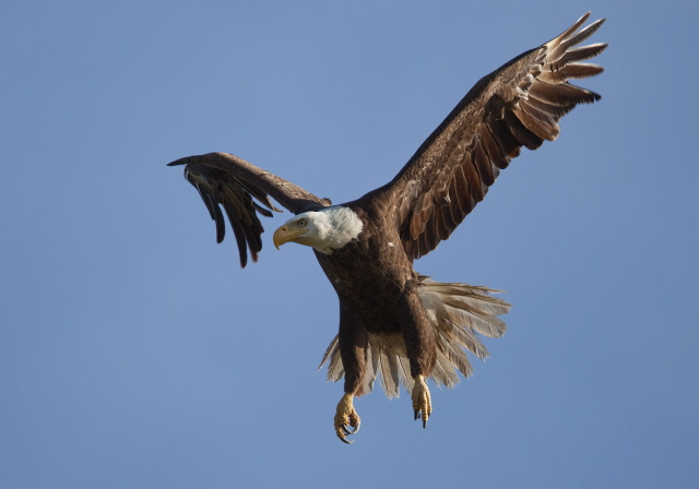 Haliaeetus leucocephalus Accipitridae