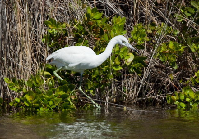 Egretta caerulea Ardeidae