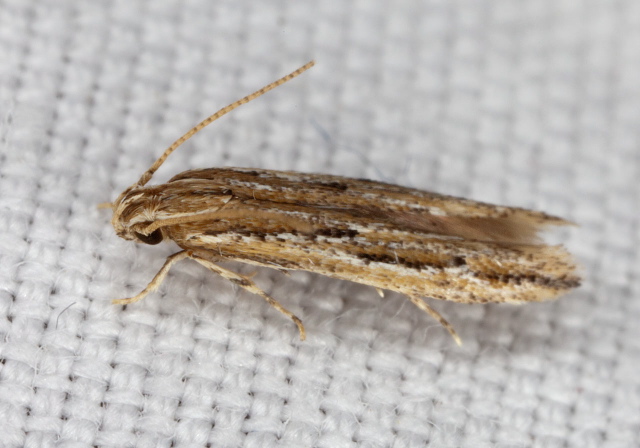 Ymeldia janae Oecophoridae