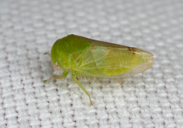 Stragania robusta Cicadellidae