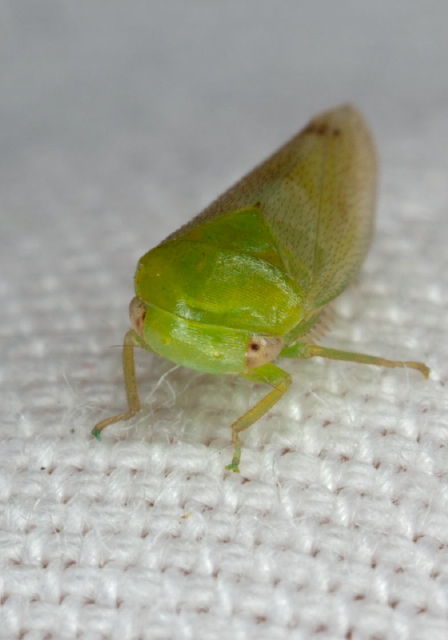 Stragania robusta Cicadellidae