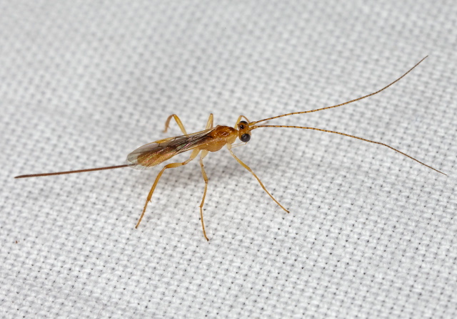 Macrocentrus sp. Braconidae