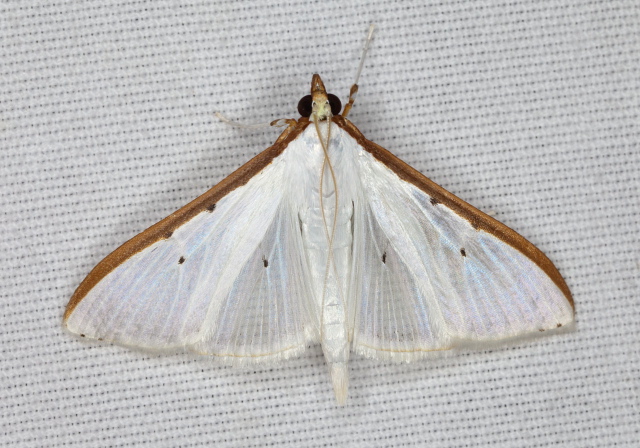 Palpita quadristigmalis Crambidae