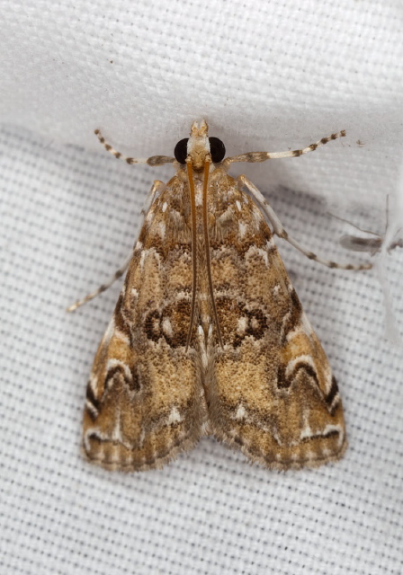 Elophila gyralis Crambidae