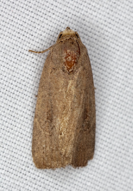 Elaphria nucicolora? Noctuidae