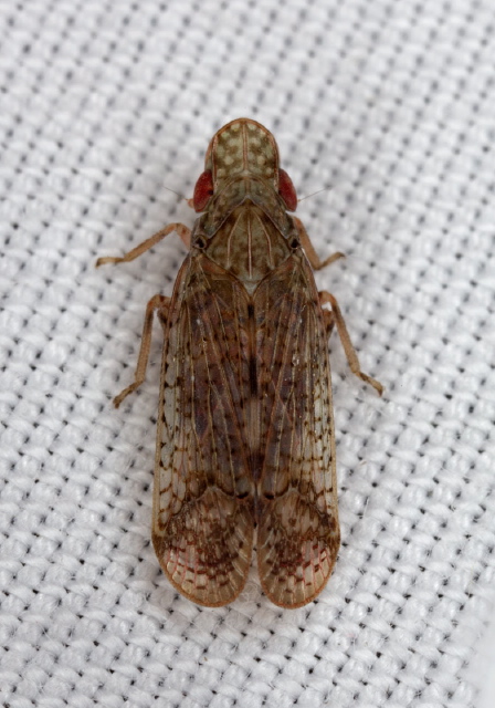 Pelitropis rotulata Tropiduchidae