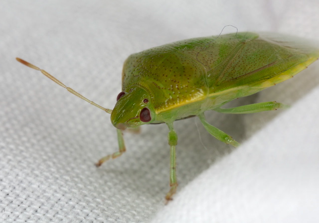 Banasa flavosa Pentatomidae