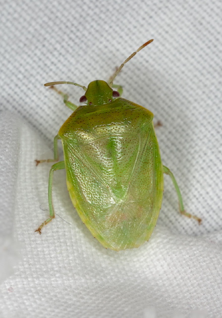 Banasa flavosa Pentatomidae