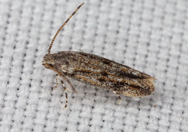 Coleotechnites sp.? Gelechiidae