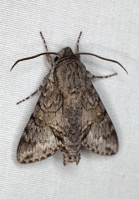 Cautethia grotei Springidae