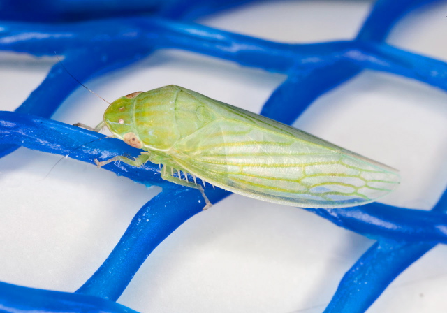 Gyponana tenella Cicadellidae