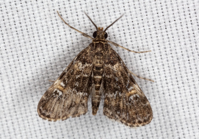 Elophila obliteralis Crambidae