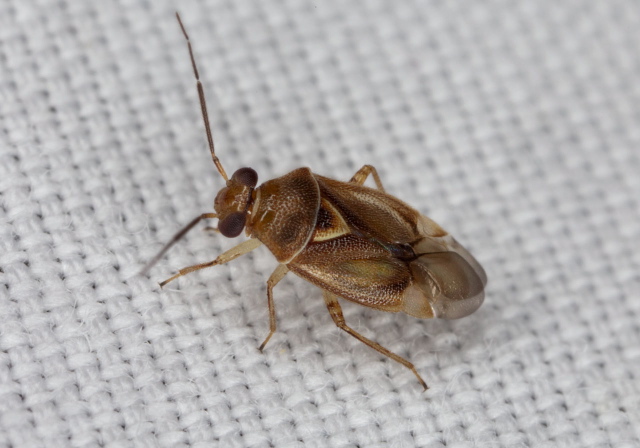 Tropidosteptes sp. Miridae