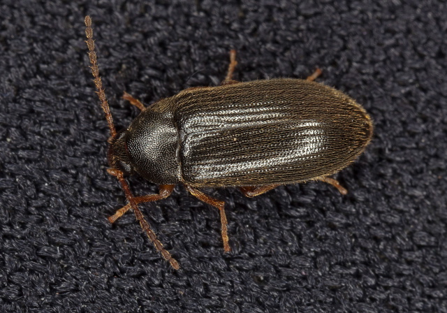 Hymenorus Tenebrionidae