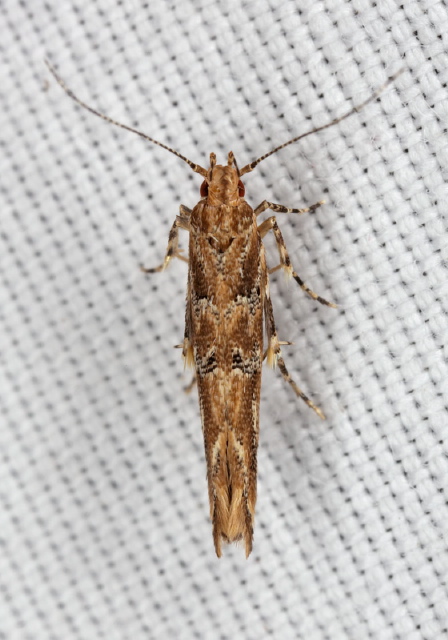 Pyroderces badia Cosmopterigidae