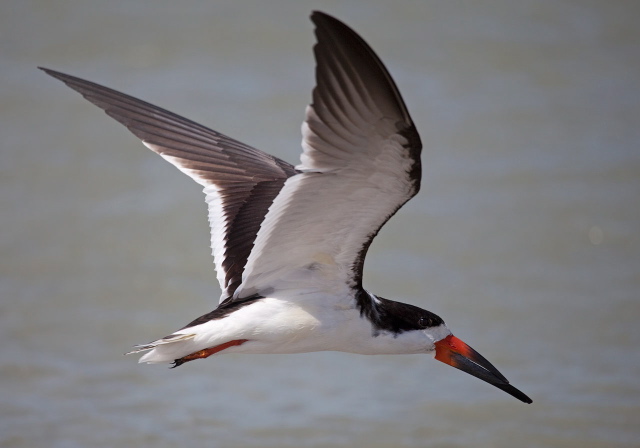 Rynchops niger Laridae