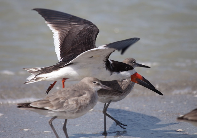 Rynchops niger Laridae