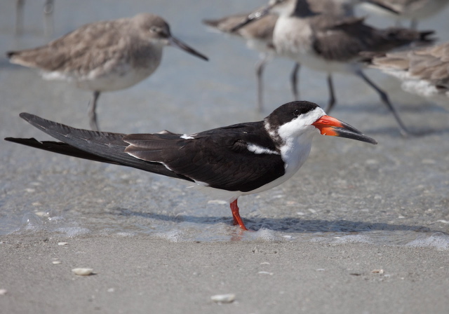 Rynchops niger Laridae