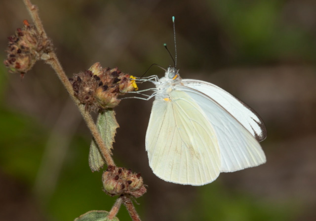 Ascia monuste Pieridae