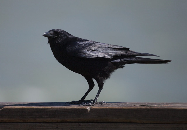 Corvus ossifragus Corvidae