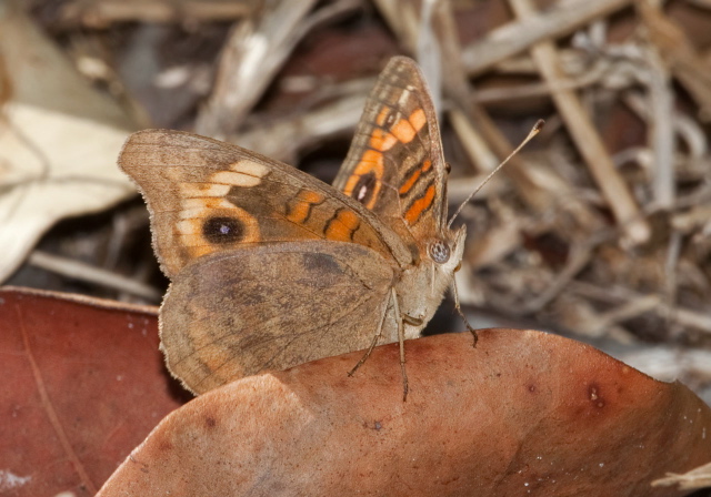 Junonia genoveva Nymphalidae