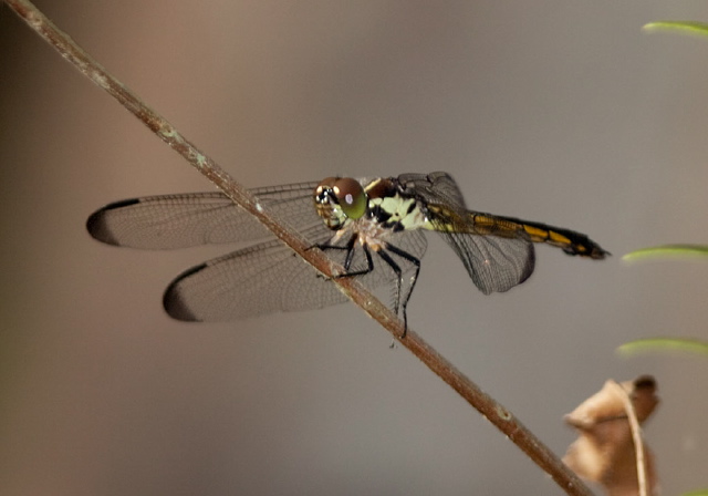 Libellula incesta Libellulidae