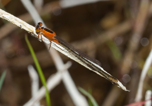 Ischnura ramburii Coenagrionidae