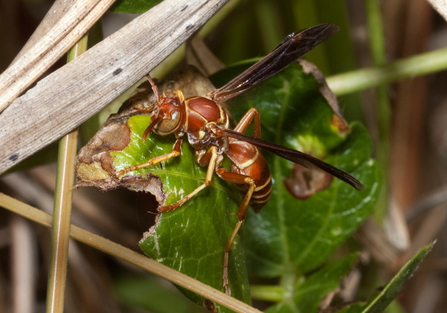 Polistes bellicosus Vespidae