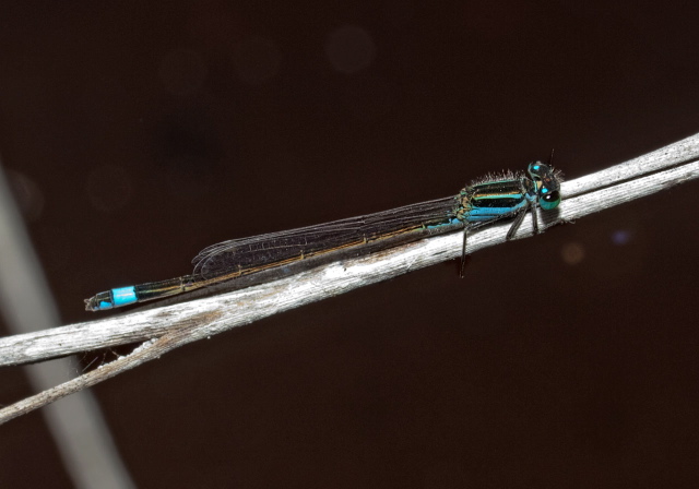 Ischnura ramburii Coenagrionidae