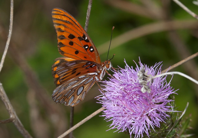 Agraulis vanillae Nymphalidae