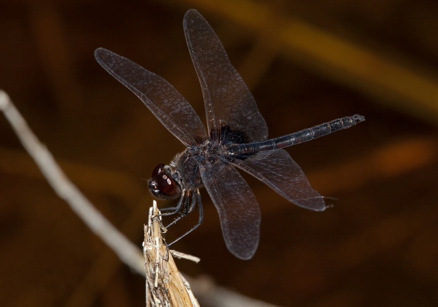 Macrodiplax balteata Libellulidae