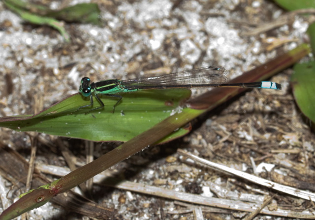 Ischnura ramburii Coenagrionidae