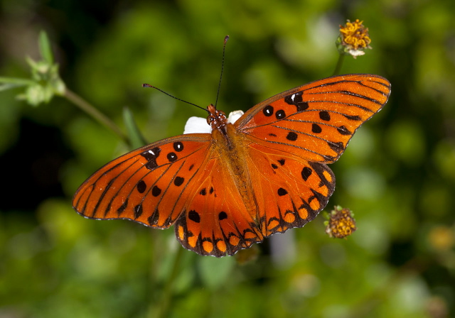 Agraulis vanillae Nymphalidae