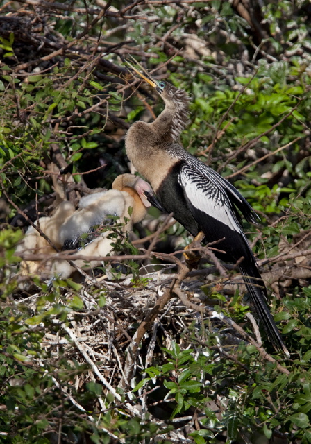 Anhinga anhinga Anhingidae