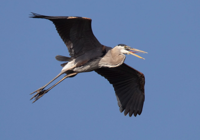 Ardea herodias Ardeidae