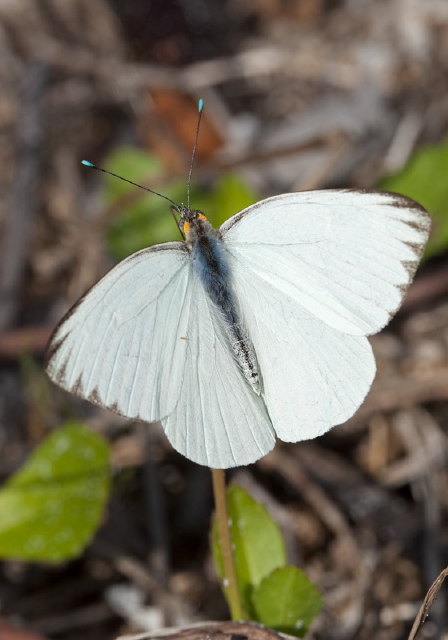 Ascia monuste Pieridae