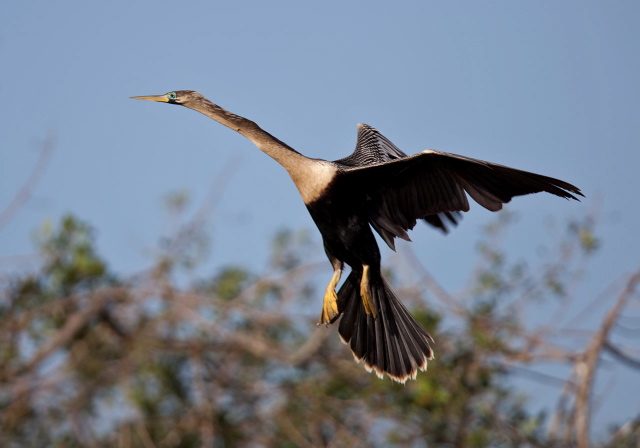 Anhinga anhinga Anhingidae